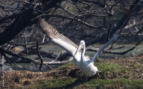Dalmatian pelican (Pelecanus crispus) floating in river during the winter migration in the forest.