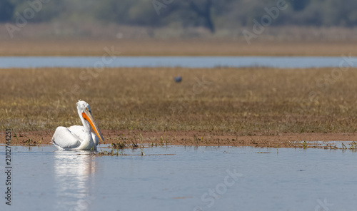 Dalmatian pelican (Pelecanus crispus) floating in river during the winter migration in the forest.