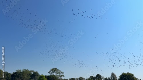 Massive flock of migratory birds swarming and swirling across a clear blue sky above lush green treetops