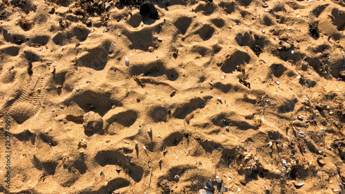 Bild auf Leinwand Close Up Texture of Sandy Beach with Footprints and Seaweed