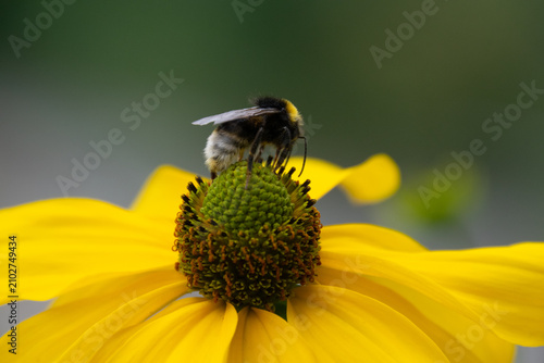 Close up of a bee pollinating