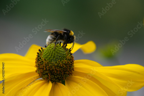 Close up of a bee pollinating