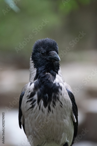 Close up of a Hooded Crow