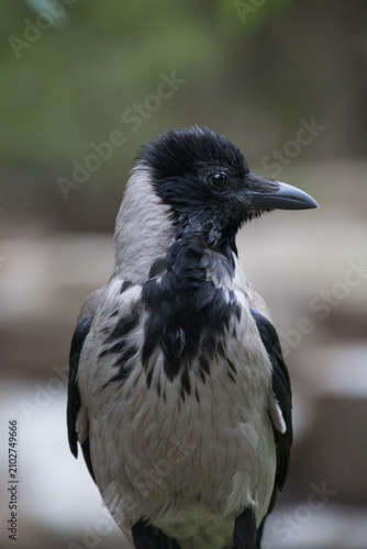 Close up of a Hooded Crow