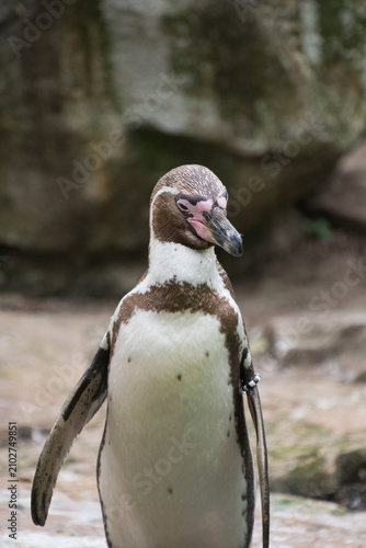 Close up of a Humboldt Penguin