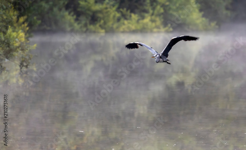 Photography Herron Flying over the River Dee on a misty morning.