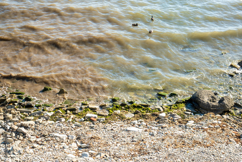 Canvas Print Tranquil Lakeside Scene With Ducks Swimming Near Rocky Shoreline