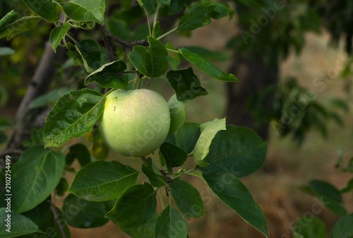 apple on tree