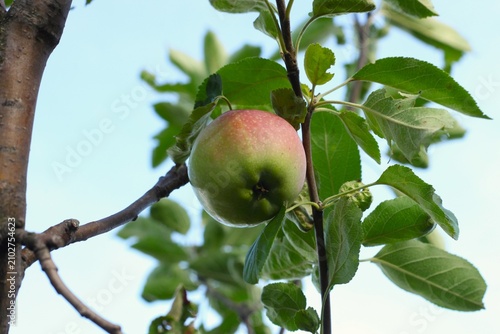 apple on tree