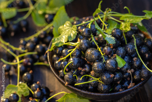 Foto Freshly picked organic blackcurrants in bowl and scattered berries
