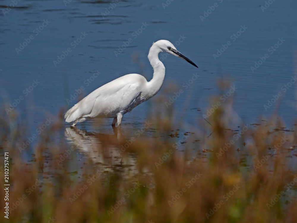Obraz premium Little Egret, Seidenreiher (Aigrette garzette)