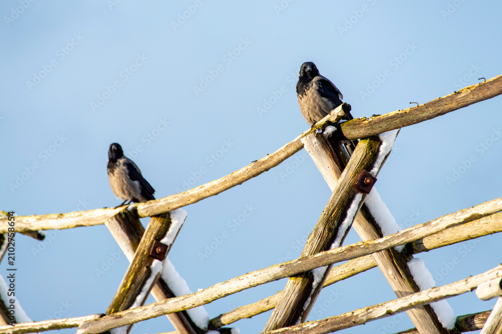 Obraz premium Hooded Crows in Northern Norway