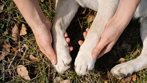 Human hands holding dog front legs outdoors on grass with affection, friendship