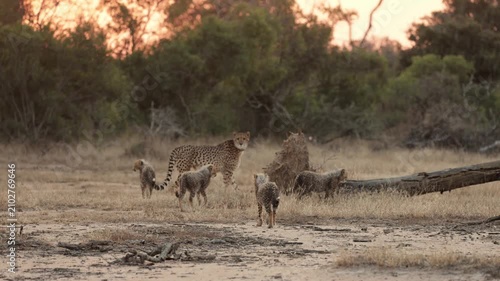 Four cheetah cubs are following their mother.