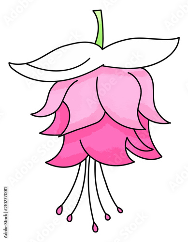 Cute pink fuchsia flower cartoon vector with hanging petals and elegant floral style.