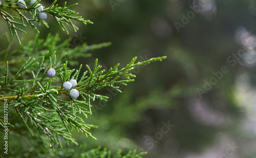 Eastern Red Cedar Tree branch and blue berries