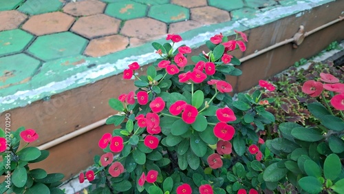 Photography Euphorbia Flower - Euphorbia Milii
