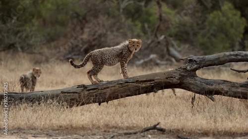  a very full cheetah cub on top of a dead tree