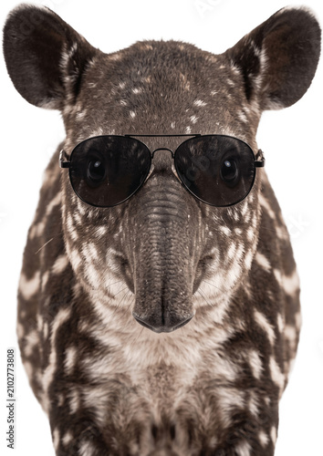 Adorable baby Tapir wearing sunglasses stands looking forward transparent background