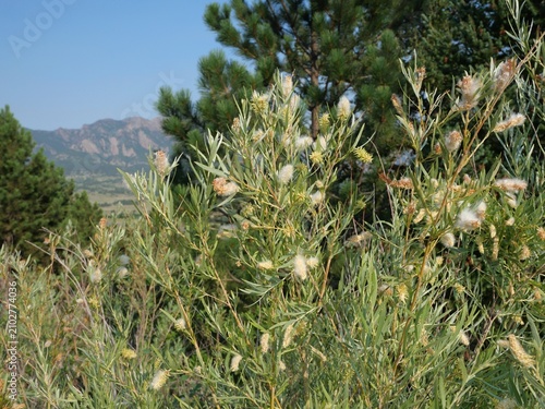 Принти на полотні Coyote Willow (Salix exigua) with cottony seed tufts and the Flatirons at Marsha