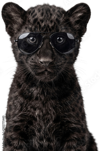 Adorable baby Panther wearing sunglasses stands looking forward transparent background