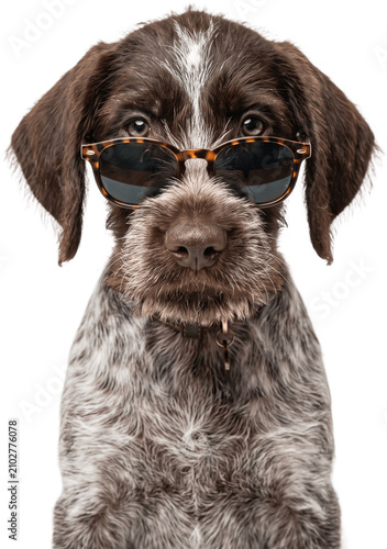 Adorable baby German Wirehaired Pointer Dog wearing sunglasses stands looking forward transparent background