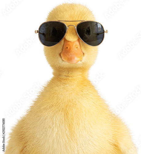 Adorable baby Duck wearing sunglasses stands looking forward transparent background