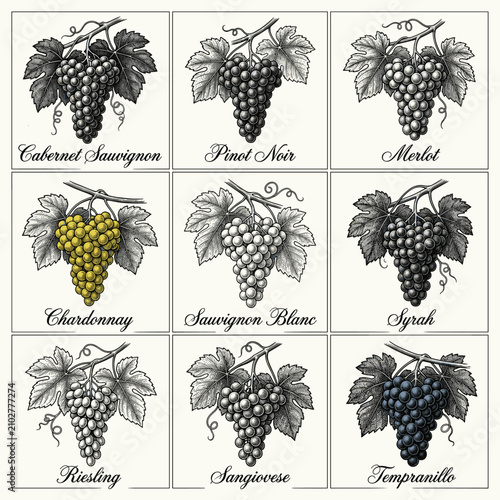 Obraz na płótnie Vintage grape varieties illustration with names and detailed design