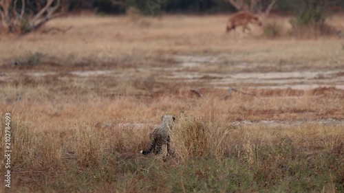  cheetah cubs watching a spotted hyena walking away