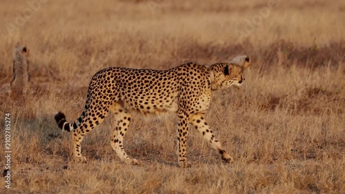 a cheetah mother walking in golden light