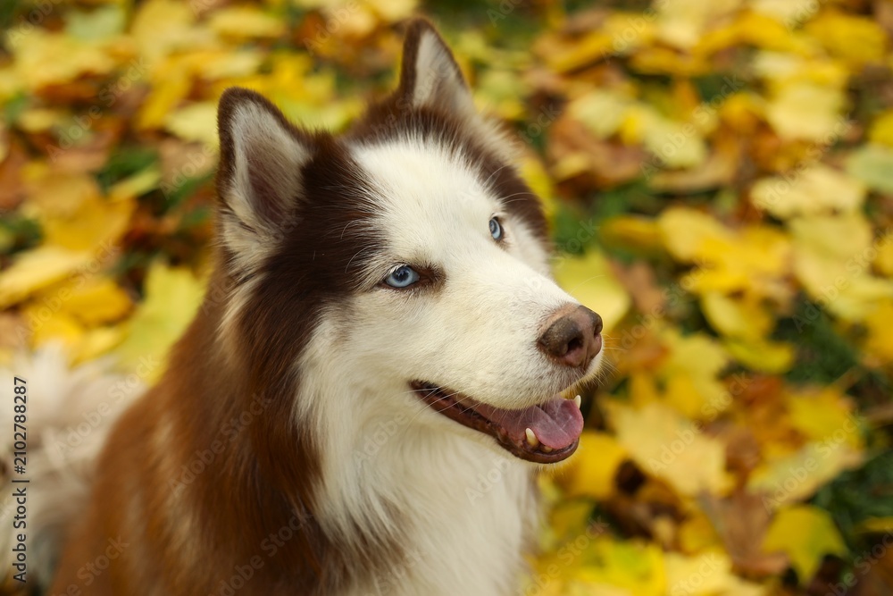 Obraz premium siberian husky dog