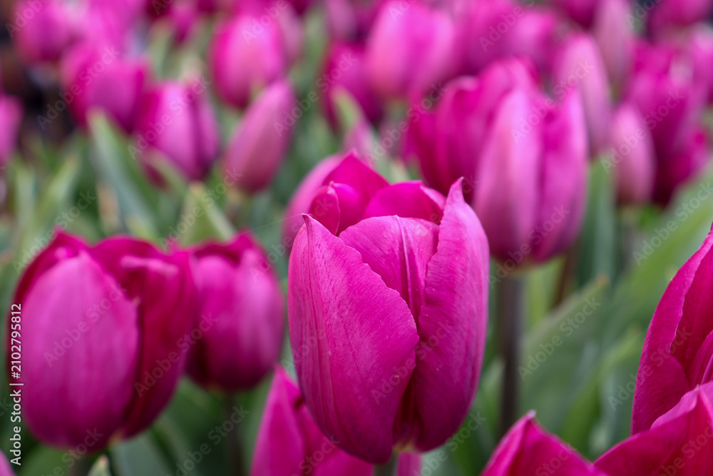 Obraz premium Schöne pinke Tulpenblüten im Garten, florales Muster, Frühling Natur Hintergrund, Selektiver Fokus ,purple tulips in the garden