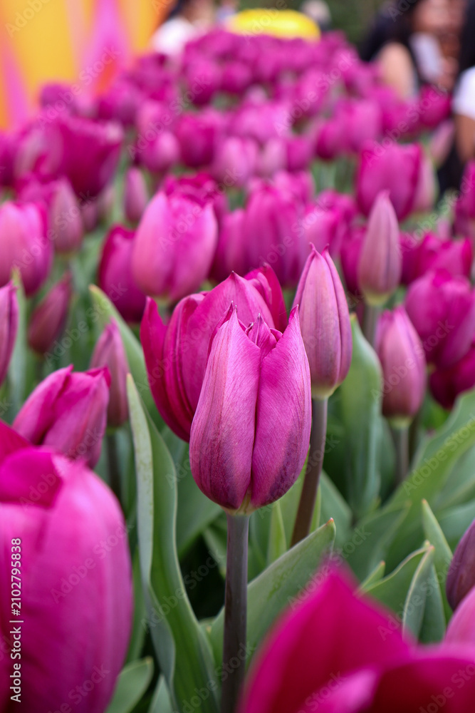 Fototapeta premium Beautiful pink Triumph tulips in a spring garden background ,pink and white tulips