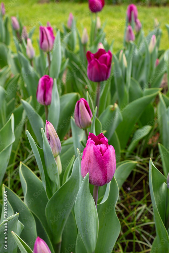 Fototapeta premium Rosafarbene Tulpenknospen Rosy Delight im Frühlingsgarten, Nahaufnahme ,tulips in the garden