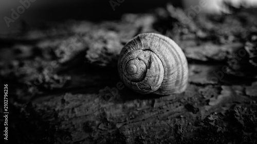 Foto Snail on a tree