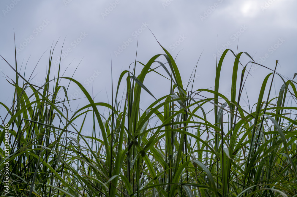 Obraz premium Tall green grass growing under overcast sky
