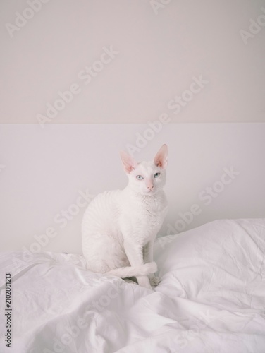 Obraz na plátně Elegant white cornish rex cat sitting on cozy bed sheets