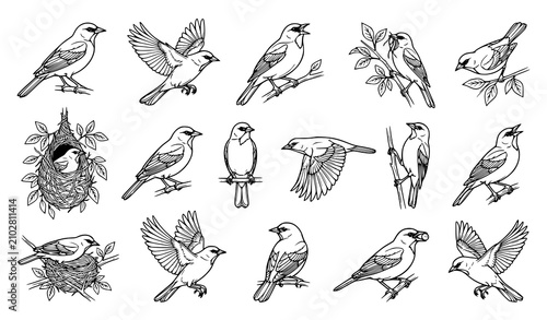 Baltimore Oriole Line Art Vector Collection with Realistic Bird Sketch Illustrations