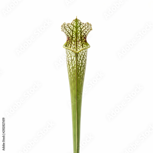Natural pitcher plant specimen showing beautiful vein patterns on the exterior surface structure perfect for botanical research collections and garden displays exploring unique flora life from