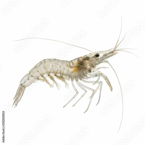 Raw Prawn Specimen Showing Translucent Body Structure with Long Antennae Used for Culinary Recipes and Marine Biology Research Purposes Representing Aquatic Life Form Swimming in Ocean Water