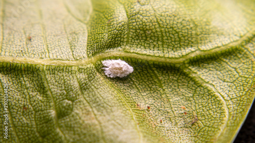 Quadro su tela Hidden below a jackfruit leaf, papaya mealybugs (Paracoccus marginatus) form den