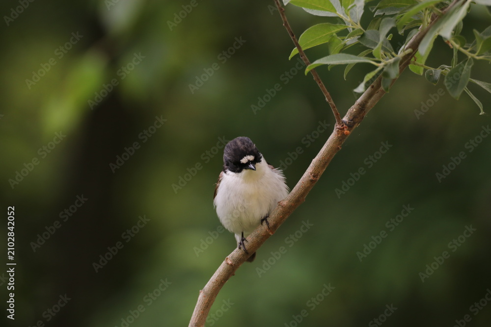 Fototapeta premium The Swedish bird looking for food