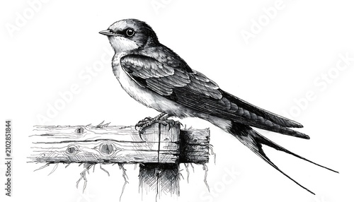 Swallow bird perched on a weathered wooden fence