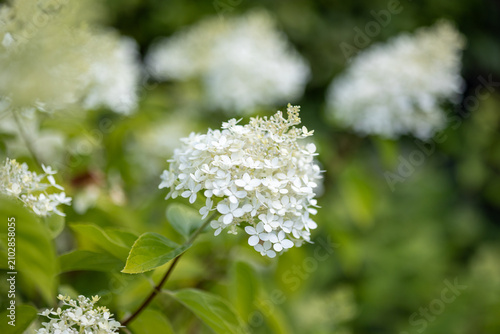 Принти на полотні White hydrangea flowers blossoming in green garden