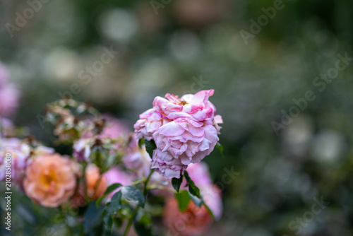 фотографія Pink rose blooming in a lush garden