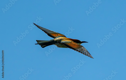 Foto European bee-eater, bird, nature, animal, wildlife, blue, bee, bee-eater, colorf