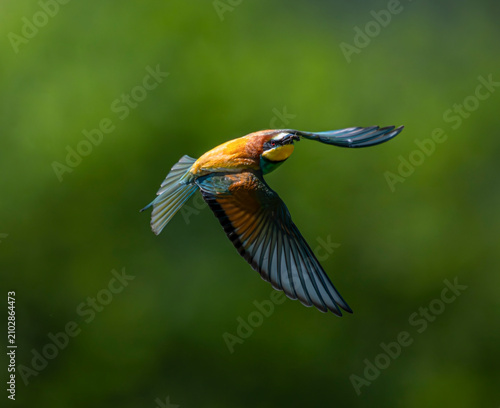 Foto European bee-eater, bird, nature, animal, wildlife, blue, bee, bee-eater, colorf