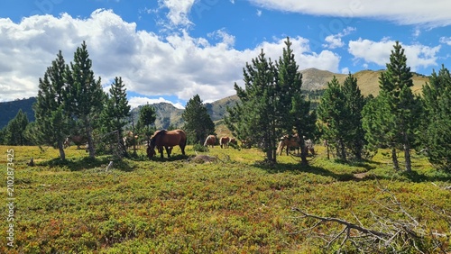 Fotografía Scène estivale des Pyrénées françaises : des chevaux de traits en train de brout
