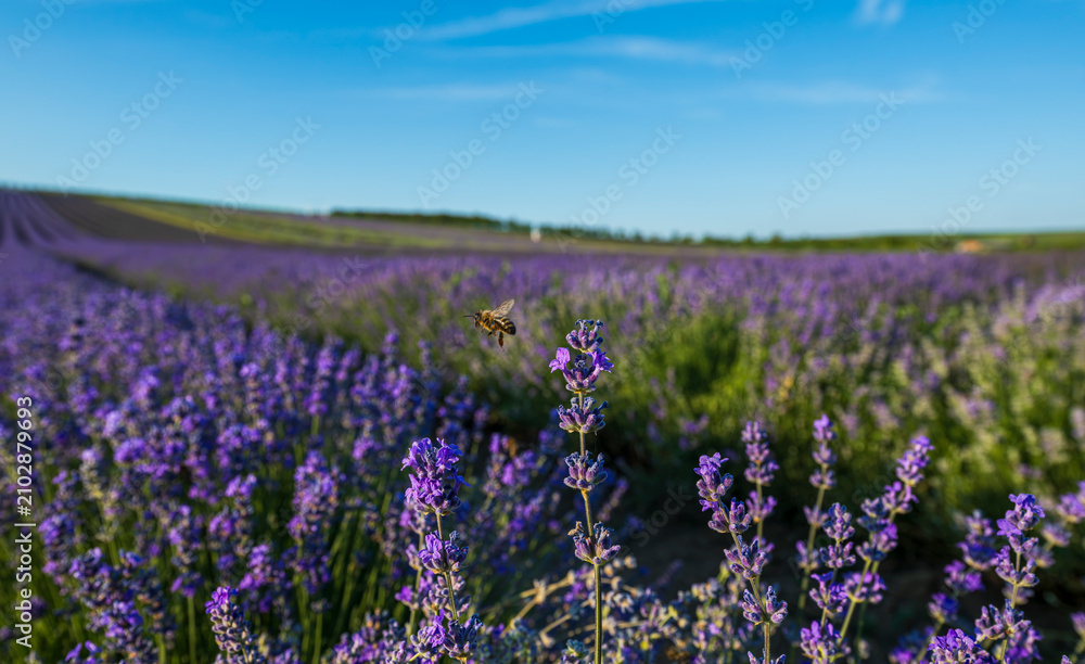 Obraz premium Lavender, lavandin, Lavender Farm Starovicky, South Moravia, Czech Republic, fields, landscape, sun, sunset, summer, Palava