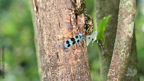 カナブンに怒るルリボシカミキリ